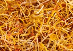 White Saffron